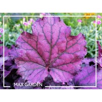 Heuchera ´Pink Panther´