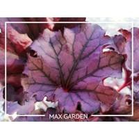 Heuchera ´Pink Panther´