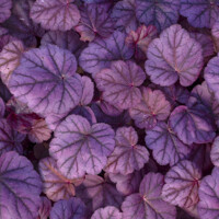 Heuchera ´Pink Panther´