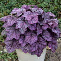 Heuchera ´Pink Panther´