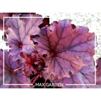 Heuchera ´Pink Panther´