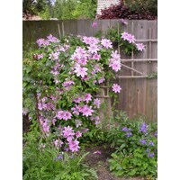 Plamienok - Clematis 'Rubens' 40+ Co1L 40/50