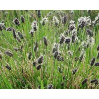 Ostrevka dlhosteblová - Sesleria heufleriana