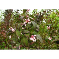 Kalina skorá - Viburnum bodnantense ´Dawn´ - 100/130 cm