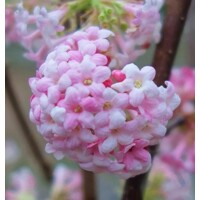 Kalina skorá - Viburnum bodnantense ´Dawn´ - 100/130 cm