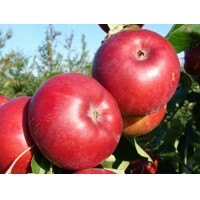 Jabloň - Malus domestica 'Júlia'  - letná