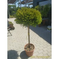 Kryptoméria japonská  - Cryptomeria japonica ''Globosa Nana''  Co15L 40-50 1/2kmeň