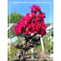 Myrta krepová fialová - Lagerstroemia indica ´Black Diamond Red Hot´  Co8L 70/90