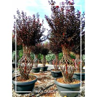 Myrta krepová fialová - Lagerstroemia indica ´Black Diamond Red Hot´  Co8L 70/90