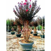 Myrta krepová fialová - Lagerstroemia indica ´Black Diamond Red Hot´  Co8L 70/90