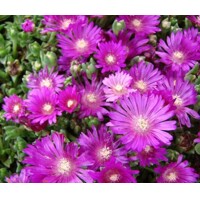 Delosperma ´Chameleon´