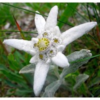 Plesnivec alpínsky - Leontopodium alpinum