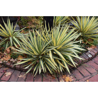 Yucca filamentosa ´COLOR GUARD´ Co7-10L