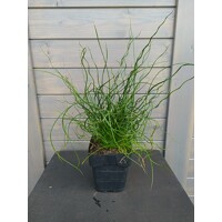 Sitina rozložitá - Juncus effusus Spiralis P12