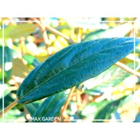 Kalina - Viburnum plicatum ´Kilimanjaro´Co2,5L 20/30