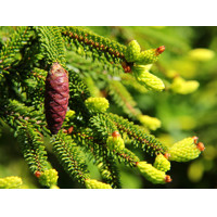 Smrek východný - Picea orientalis ´Barnes´ Co7,5L 30/35