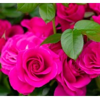 Ruža záhonová - Rosa floribunda´Classic Selection Pink´- bl.ružová Co4L