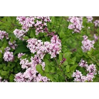 Orgován meyerov  - Syringa meyeri ´Palibin´ C5L 60/80