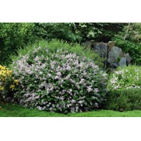 Orgován meyerov  - Syringa meyeri ´Palibin´ C5L 60/80