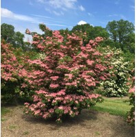 Drieň kousa - Cornus kousa 'Satomi' Co7L 50/60