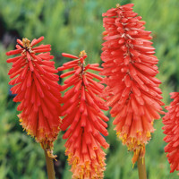 Kniphofia 'Nancy Red'