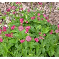 Astrantia carniolica 'Rubra'