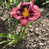 Ľaliovka – Hemerocallis ´Summer Wine´ Co14