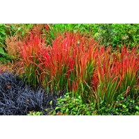 Imperata cylindrica Červený barón - Imperata cylindrica ´Red Baron´ P14