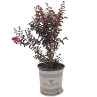 Myrta krepová fialová - Lagerstroemia indica ´Black Solitaire Purely Purple´ Co10L 70/90