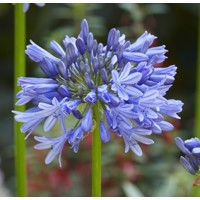 Agapanthus ´Donau´