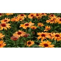 Echinacea ´SunSeecers Coral´ P15