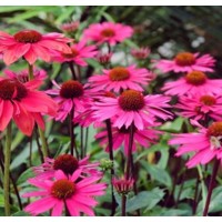 Echinacea purpurea ´Orange´ P14