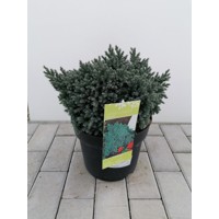 Borievka šupinatá - Juniperus squamata 'Blue Star' Co2,5L 20/30