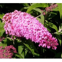 Buddleja davidii 'Blue Haeven'  Co2L 40/60