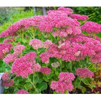 Sedum spectabile ´Brillant´ K9