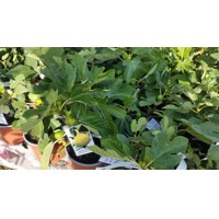 Ficus carica ´Nero´ Co2L  30/40