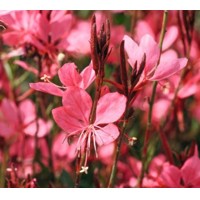 Gaura lindheimeri ´Belleza White´ P12