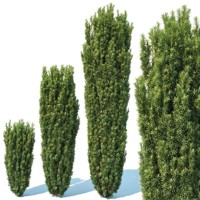 Tis obyčajný - Taxus baccata ´Fastigiata Robusta´ 100/125