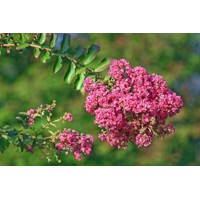 Myrta krepová ružová- Lagerstroemia indica ´Rosea´ Co25/30L 8/10 - vysokokmeň