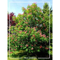 Aesculus Carnea  - Pagaštan pleťový Co40L  12-14  - vysokokmeň