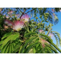 Albízia - Albizia julibrissin Ombrella Co20L 200-230cm