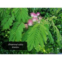 Albízia - Albizia julibrissin Ombrella Co20L 200-230cm