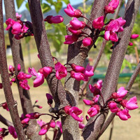 Judášovec kanadský - Cercis canadensis ´Merlot´ Co4L 40/60