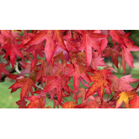 Ambrovník styraxový - Liquidambar styraciflua 200/250 Co12L