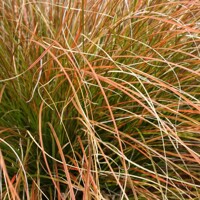 Ostrica - Carex testacea 'Prairie Fire'