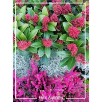 Skimia japonská' Rubella ' - Skimmia japonica ' Rubella' - 20/25cm