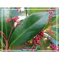 Skimia japonská' Rubella ' - Skimmia japonica ' Rubella' - 20/25cm