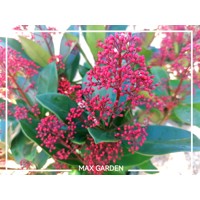 Skimia japonská' Rubella ' - Skimmia japonica ' Rubella' - 20/25cm