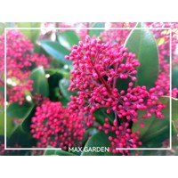 Skimia japonská' Rubella ' - Skimmia japonica ' Rubella' - 20/25cm