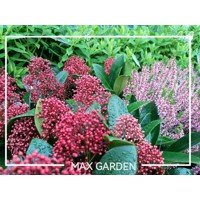 Skimia japonská' Rubella ' - Skimmia japonica ' Rubella' - 20/25cm